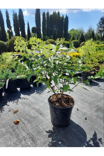 Гортензия метельчатая Полар Бир - 5л/вис.40-50см/Ø20-30см